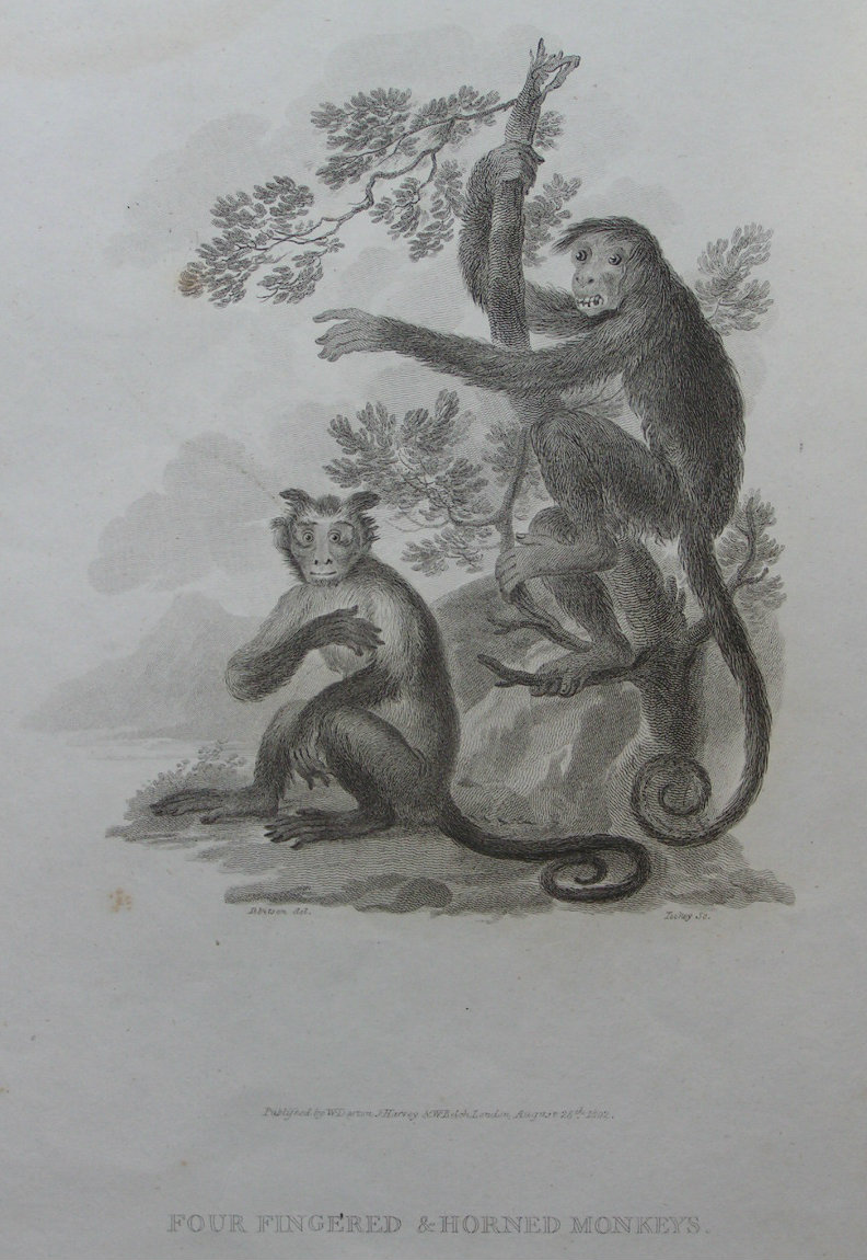 Print - Four Fingered & Horned Monkeys - Tookey